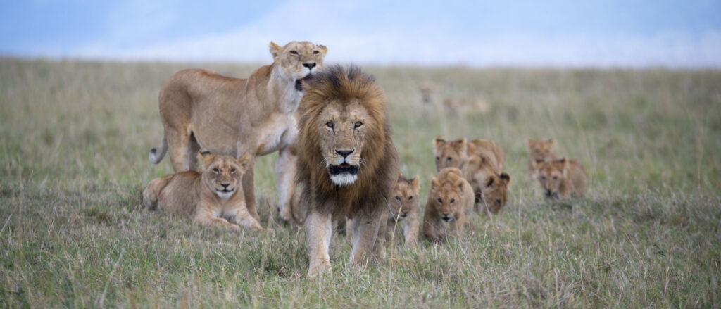 Lion Family Masai Mara